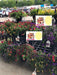Floral Department Shelf Signs Price Cards