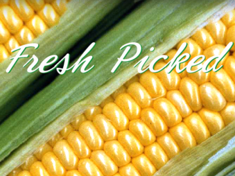 Corn Lawn Yard Signs 24"W x 18"H -2 pieces